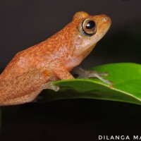 Pseudophilautus auratus Manamendra-Arachchi & Pethiyagoda, 2005